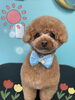 「可愛い子ちゃん♡ Dog salon mofu mofu 余市町」