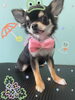 「可愛い子ちゃん♡ Dog salon mofu mofu 余市町」