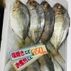 「魚魚市場鮮魚コーナーおすすめは「ヒラアジ・地タコ」です♪」