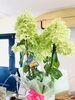 紫陽花をいただきました「綺麗なお花をいただきました。」