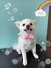 「可愛い子ちゃん♡ Dog salon mofu mofu 余市町」