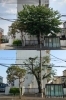 桜の剪定「川西市で桜の剪定をしました!」