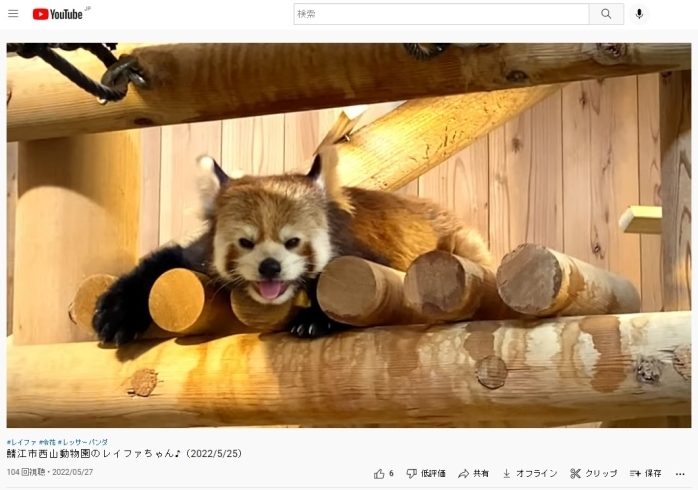 「Youtube動画配信「鯖江市西山動物園のレイファちゃん♪（2022/5/25）」をアップしました！」