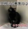 里親さん募集中「里親さん募集」