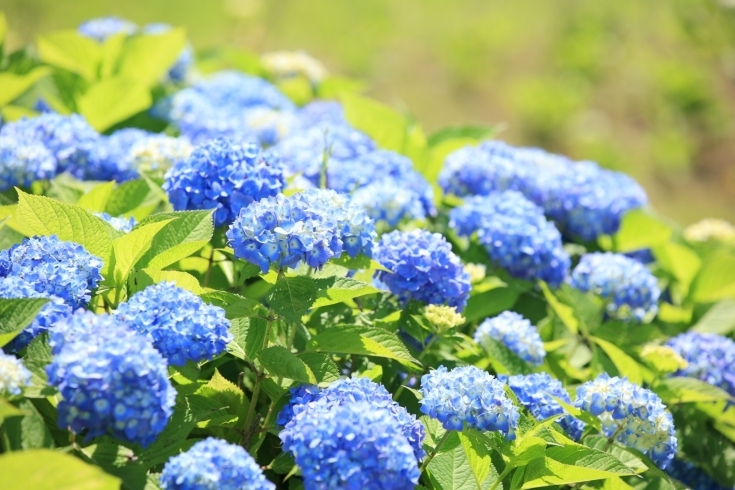 旧中川河川敷「紫陽花の季節　開花情報♪　古川親水公園・旧中川河川敷」