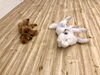 ごろん。「ましゅまろ幼稚園　^o^」