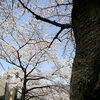 【No.238】　平成27年の桜　神田川1