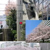 【No.239】　平成27年の桜　神田川2