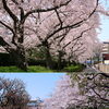 【No.240】　平成27年の桜　神田川3