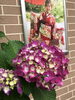 店頭の紫陽花がキレイです「明日から6月ですね【葛飾区限定！成人式の豪華振袖フルセットレンタル店】」