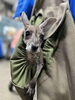 「アカカンガルーの赤ちゃんが育っています。」