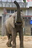 「アフリカゾウ「砥愛」9歳誕生会」