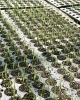 2022年ゆめぴりか「田植え終了✨」