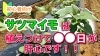 「【初心者向け】サツマイモの植え付け方法　ここがポイントです♪ タネのハシモト」