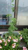 ゴーヤを植えました。「今年もゴーヤを植えました!」