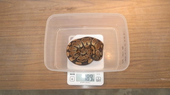 ソフトの体重測定「ボールニシキヘビの繁殖」