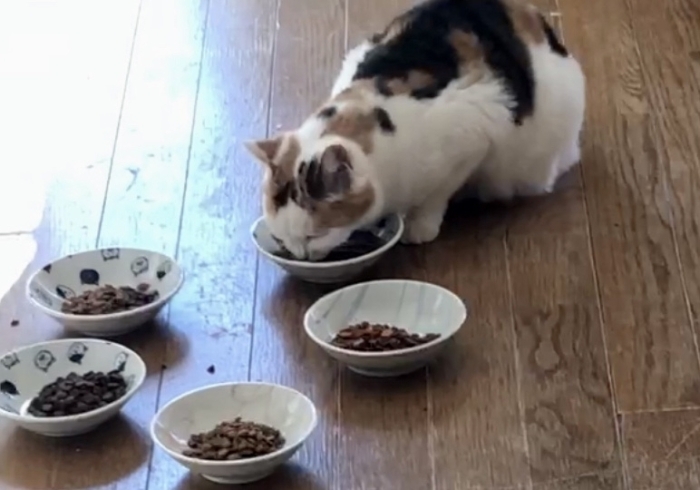 いざという時の為にたくさん食べておく? 無理です「いざというときの備えは?」