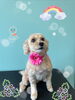 「可愛い子ちゃん♡ Dog salon mofu mofu 余市町」