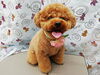 少し短くなった……「☆お爪見せカット☆【南区上鳥羽　吉祥院　トリミング　ペットサロン　どっぐさろんあきゅ】」