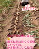 玉ねぎ収穫「玉ねぎを収穫しました」