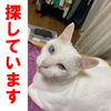 「迷い猫を探しています【新居浜市西原町付近】」