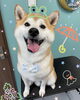 「可愛い子ちゃん♡ Dog salon mofu mofu 余市町」
