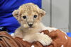 5/5生まれのライオンのオスの赤ちゃんについて | 愛媛県立とべ動物園の