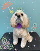 「可愛い子ちゃん♡ Dog salon mofu mofu 余市町」