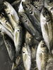 ⭐️朝採れ　鮮魚⭐️「金谷産のアジ　入荷でーす。」
