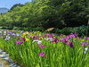 「【新居浜市 船木】池田池公園の菖蒲園へ行きました！」