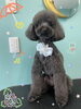 「可愛い子ちゃん♡ Dog salon mofu mofu 余市町」
