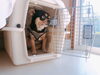 「吠えや噛み興奮のしやすいわんちゃん★犬の保育園♪犬の社会化HappyTail」