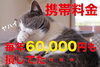 事実に項垂れる猫「月々の携帯料金、見直してみませんか？」