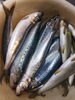 入梅イワシ「入梅イワシ」