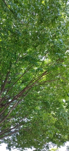 毎日この木の下を通ります「京王八王子駅すぐ　クラシックバレエ　6月レッスン予定」