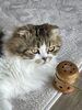 なんじゃこりゃ？「猫にも温灸　「宮崎市にある漢方屋さん」」