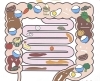「吹き出物や肌荒れの悩み　スキンケア《便秘》」