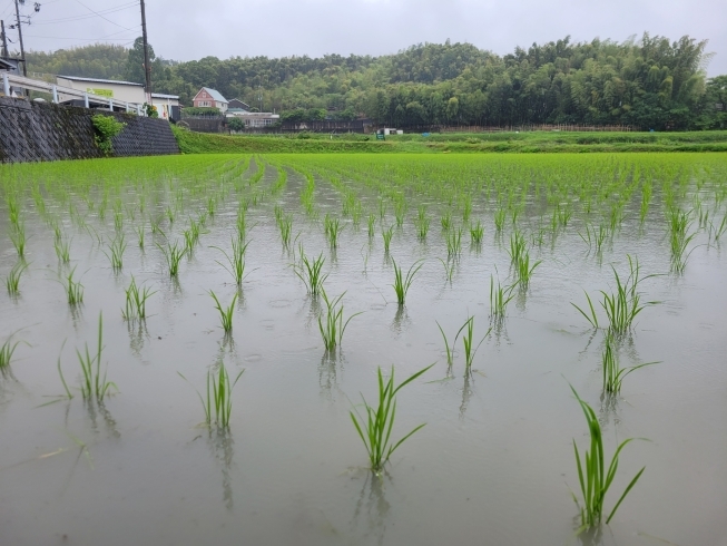 稲が整列しております✨「雨ですね～(^-^)《西京区　おいしい豆腐　田植　播種　大豆》」