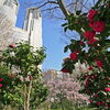 【No.241】　平成27年の桜　新宿中央公園１