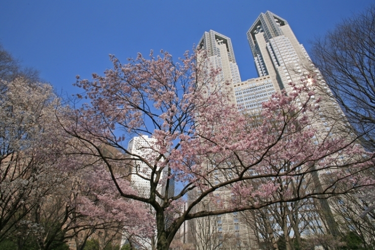 神田川から　新宿中央公園に　移動<br>今年も　桜色が　あざやかだ　何桜かな？