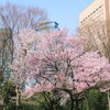 【No.242】　平成27年の桜　新宿中央公園2