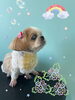 「可愛い子ちゃん♡ Dog salon mofu mofu 余市町」