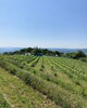 「長野県の自社ワイン畑より、最近の様子です。【焼肉の大拙　長岡京本店・向日町店】」