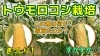 「トウモロコシ】早まき栽培で異常事態　受粉と実入りについて　タネのハシモト」