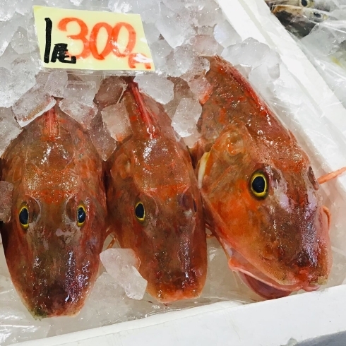 「魚魚市場鮮魚コーナーおすすめは「ノドグロ・ホーボー」です♪」