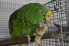 「オウムインコデーイベントを行います。」