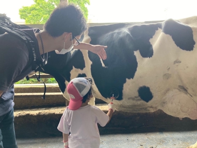 「牧場探検&牛とふれあい」