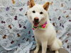 まだまだ子犬ちゃん「☆終わってにっこり☆【南区上鳥羽　吉祥院　トリミング　ペットサロン　どっぐさろんあきゅ】」
