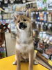 柴犬　男の子「柴犬子犬」