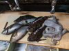 魚「神経〆カワハギ、オニオコゼ、イサキなど」